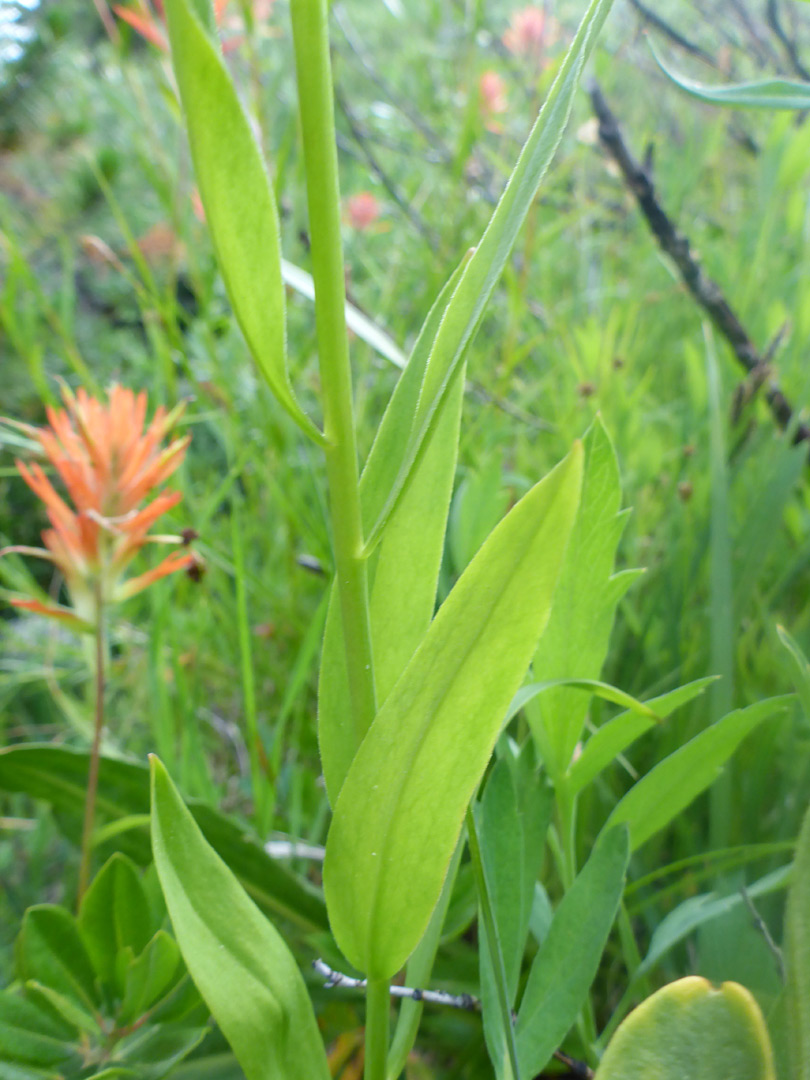 Light green leaves