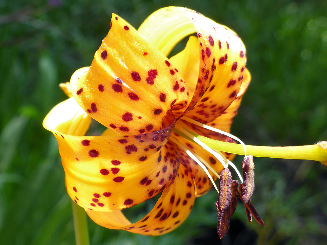 Purplish anthers