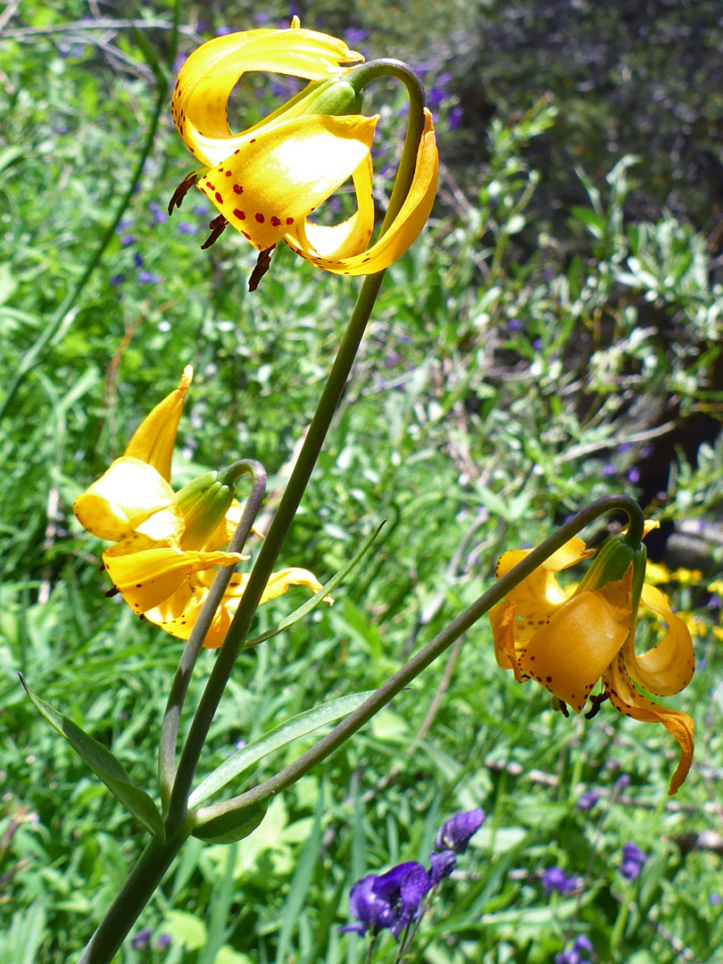 Three flowers