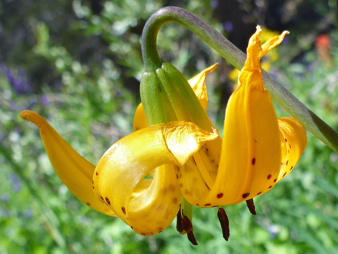 Petals starting to wither