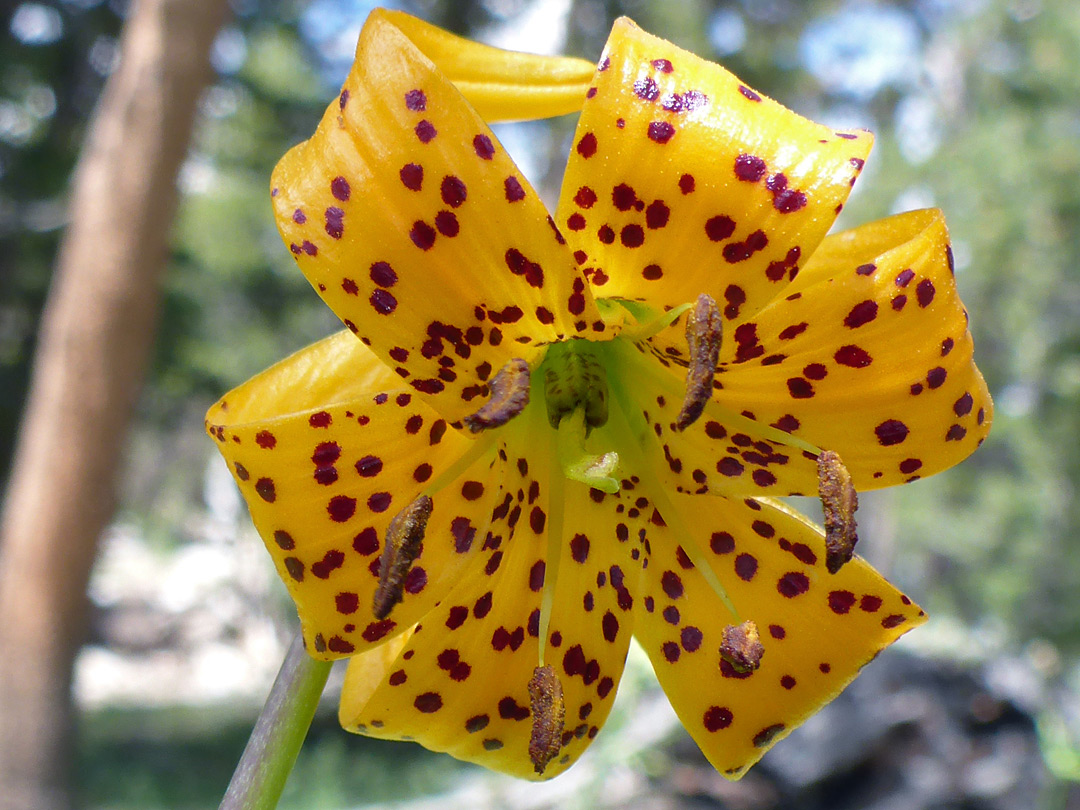 Greenish flower center