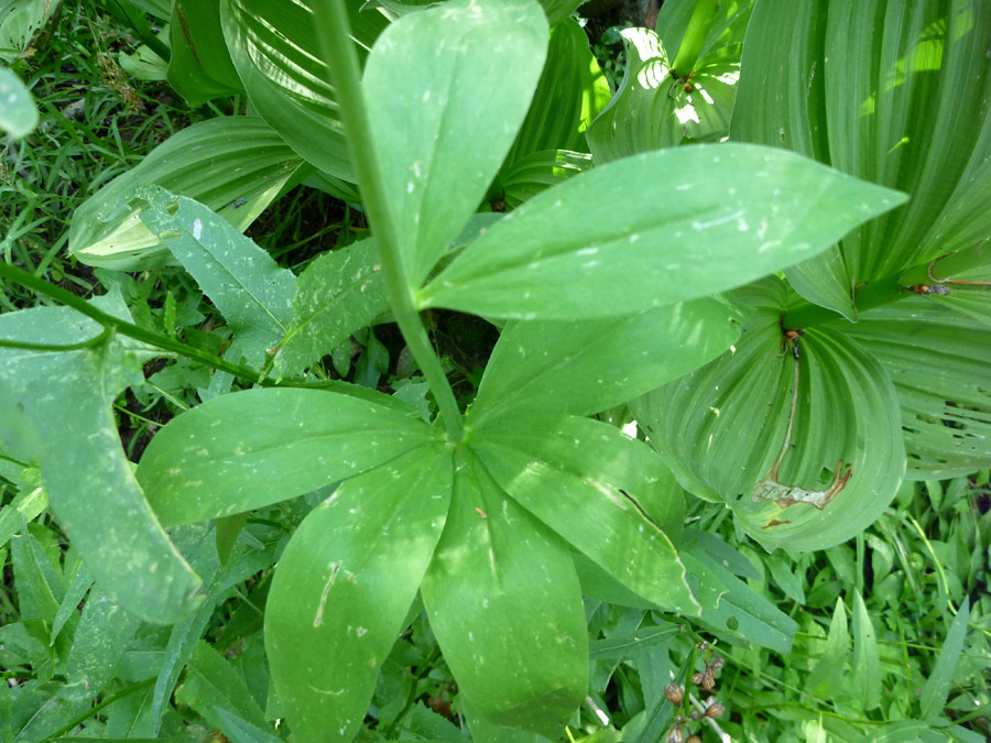 Whorled leaves