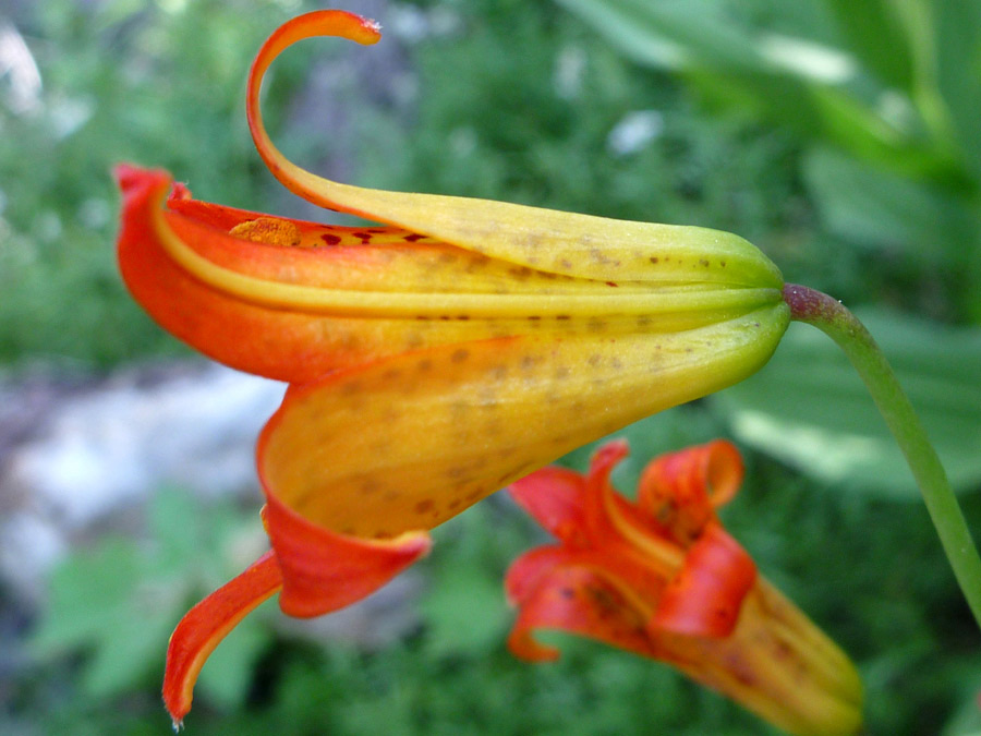 Cup-shaped flower