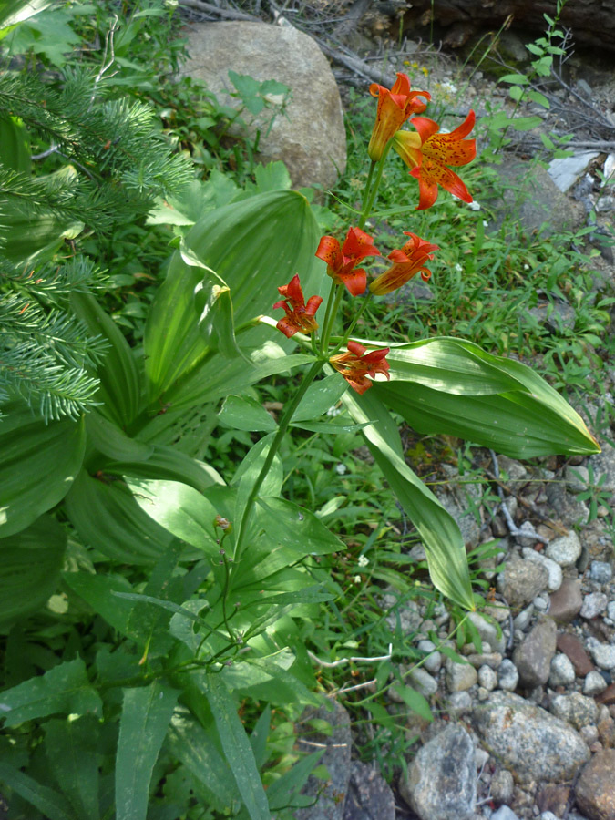 Flowers and stem