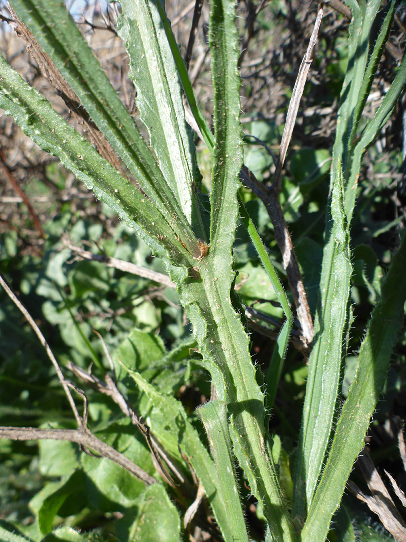 Winged stems