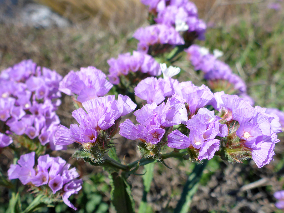 Pink calyces