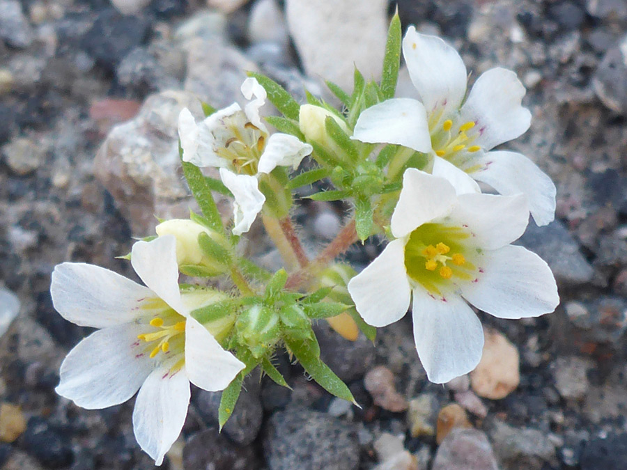 Flowers and leaves