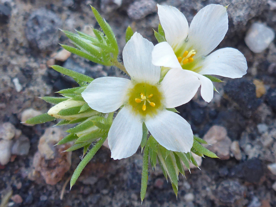 Two flowers