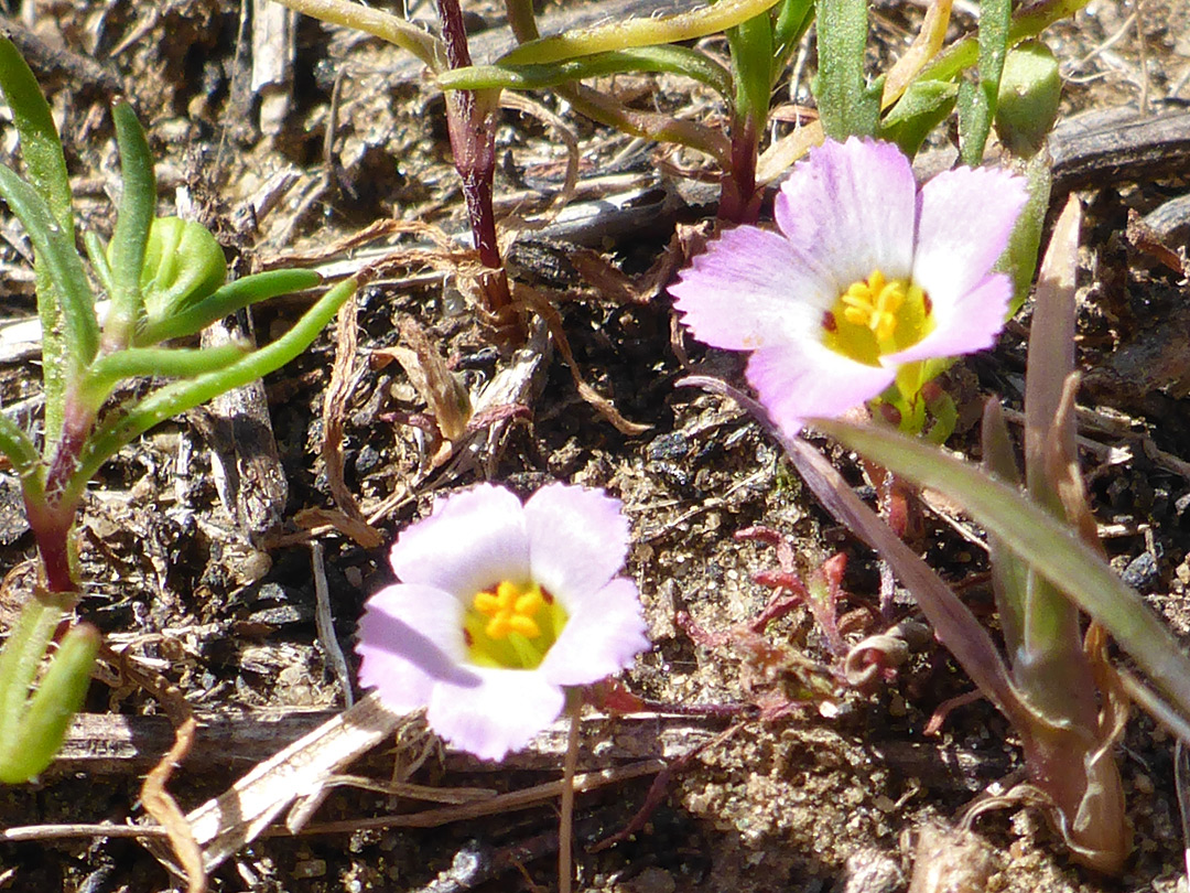 Two flowers