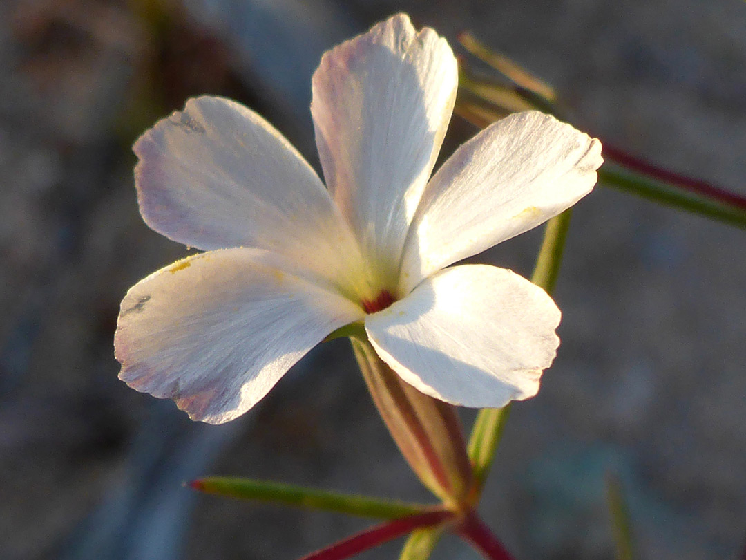Five-petalled flower