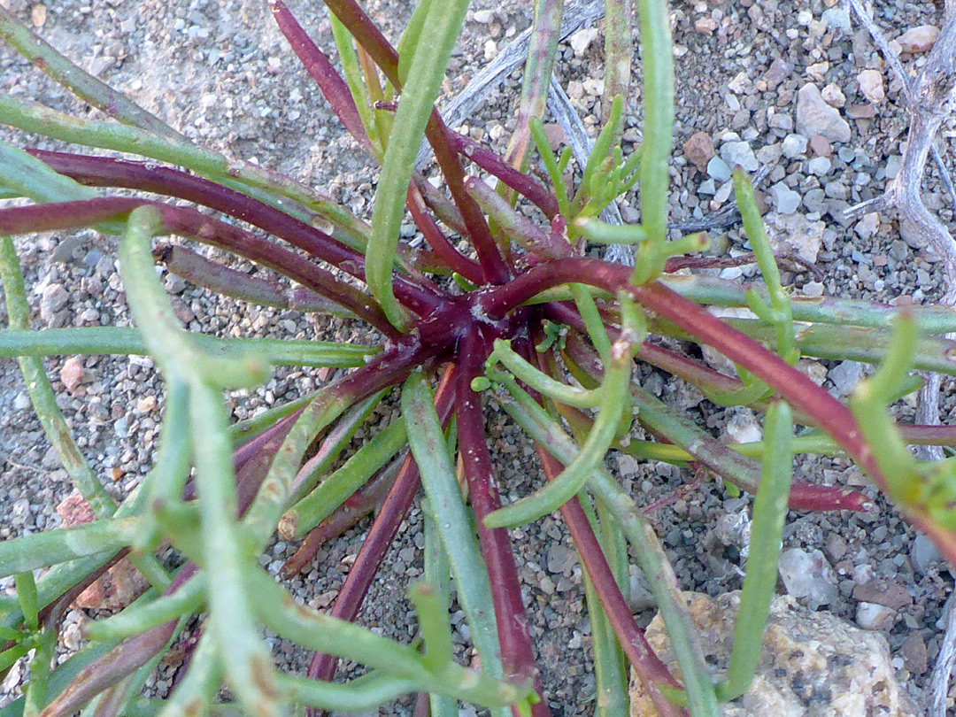 Lobed basal leaves