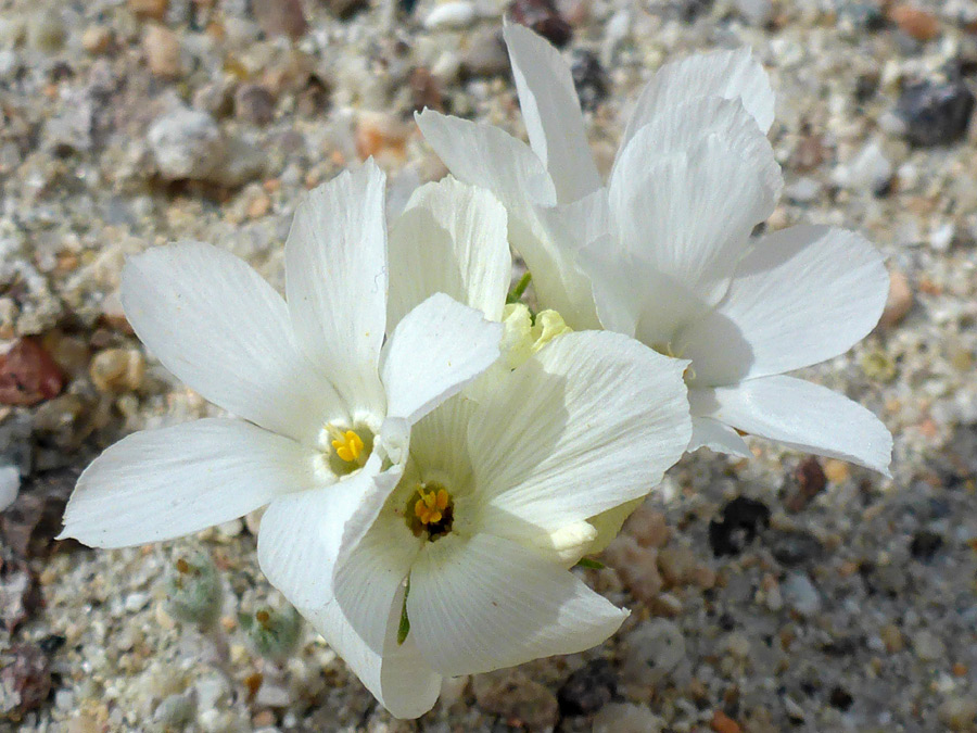 Overlapping petals