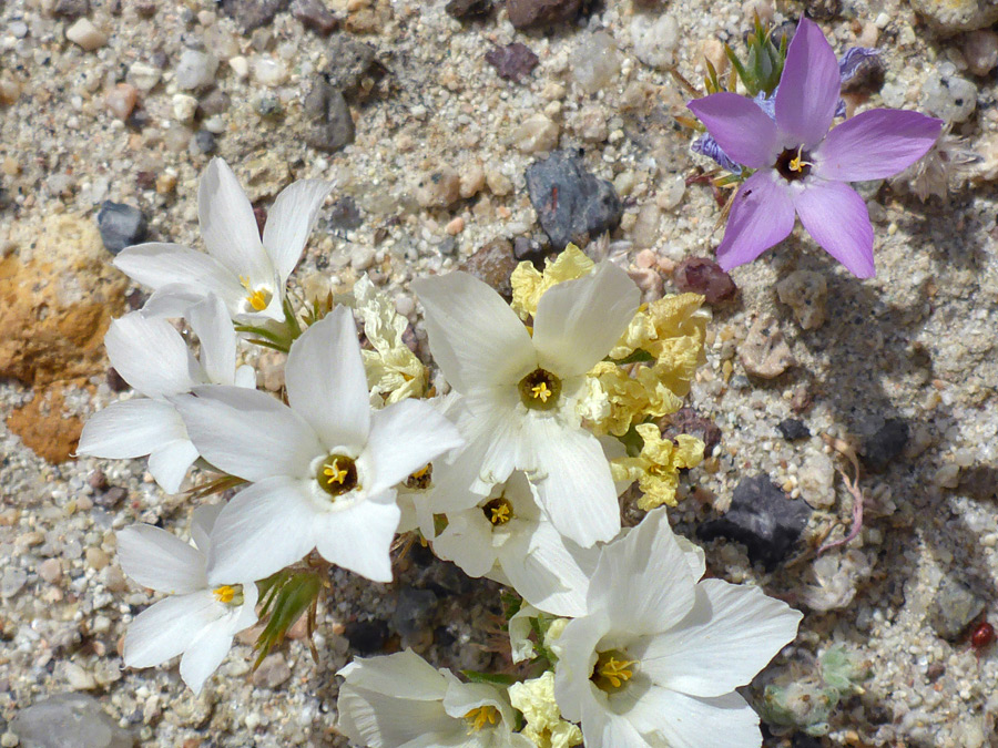 Pink and white flowers