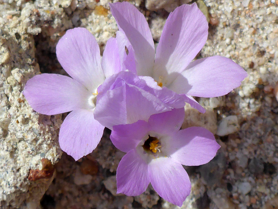 Pink flowers