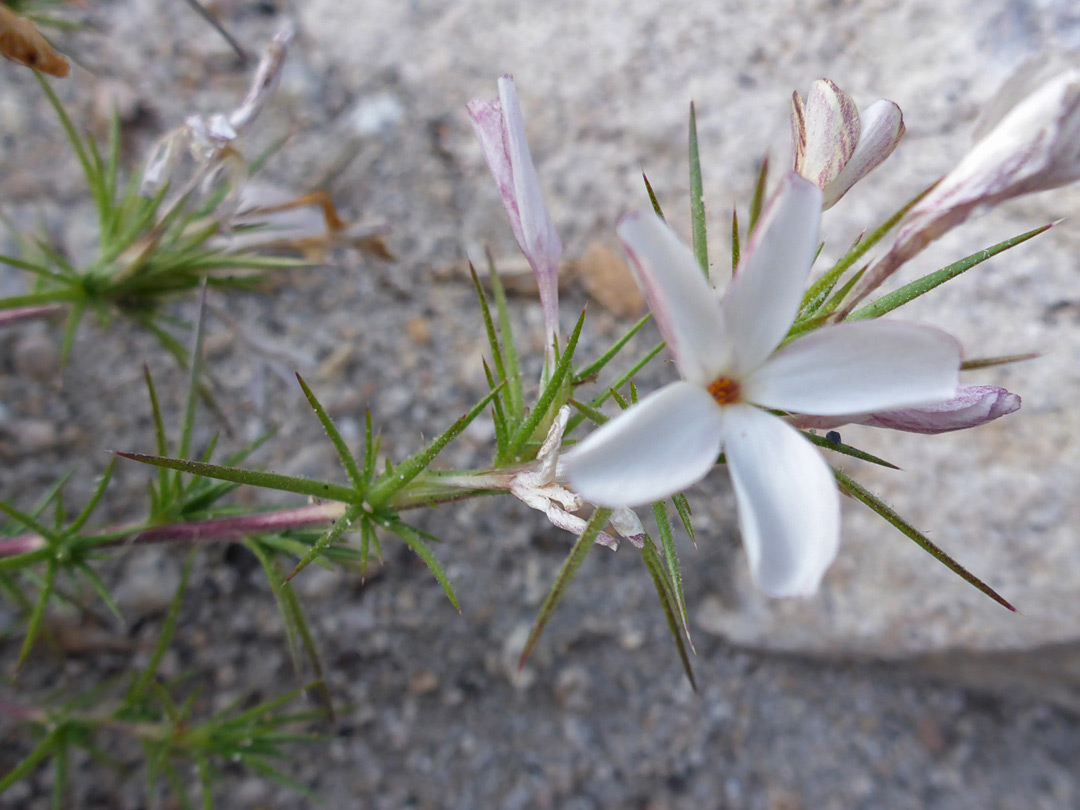 Five-petalled flower