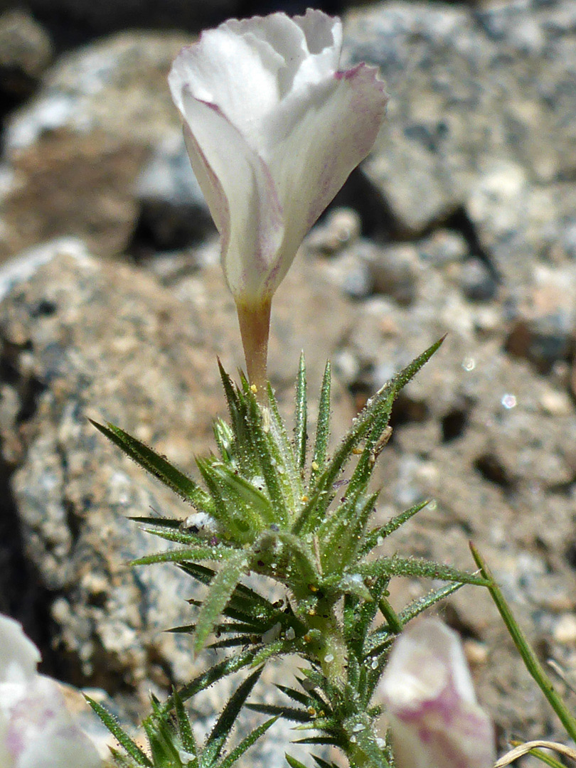 Spiny bracts