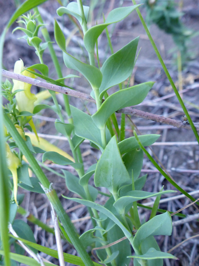 Leaves and stem