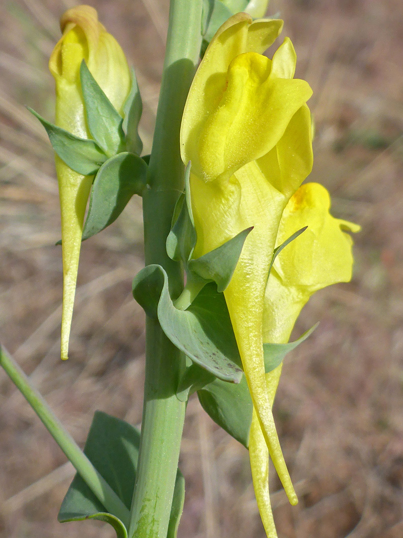 Three flowers