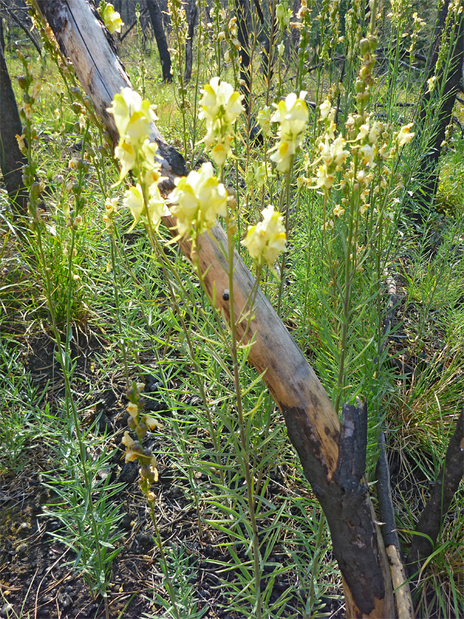 Stems and leaves