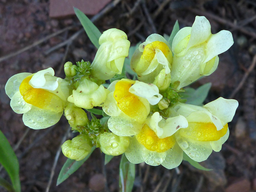 Flowers and buds