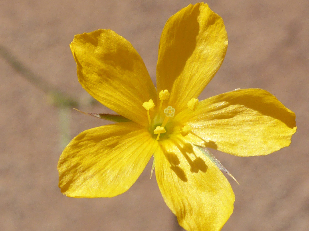 Yellow flower