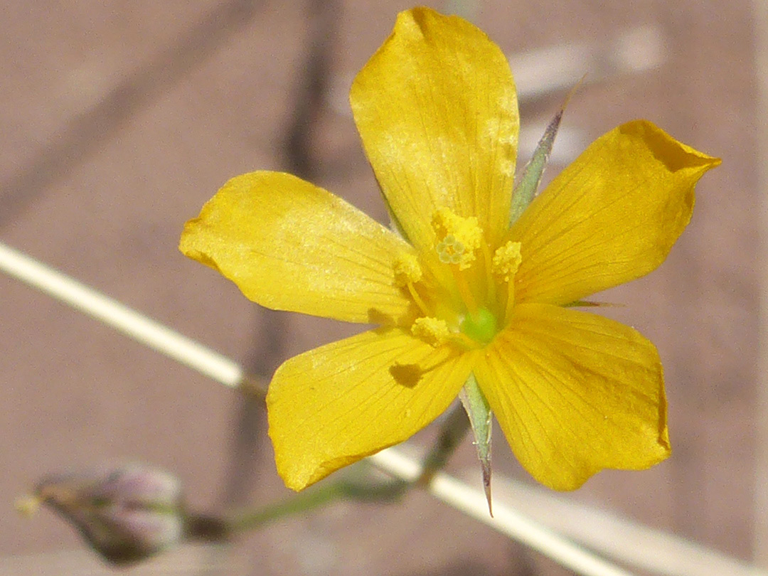 Petals and sepals