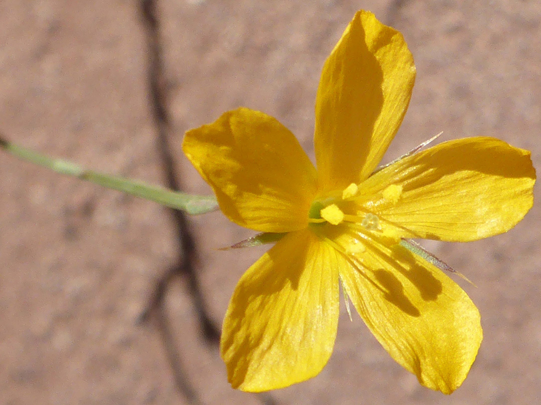 Shiny yellow petals