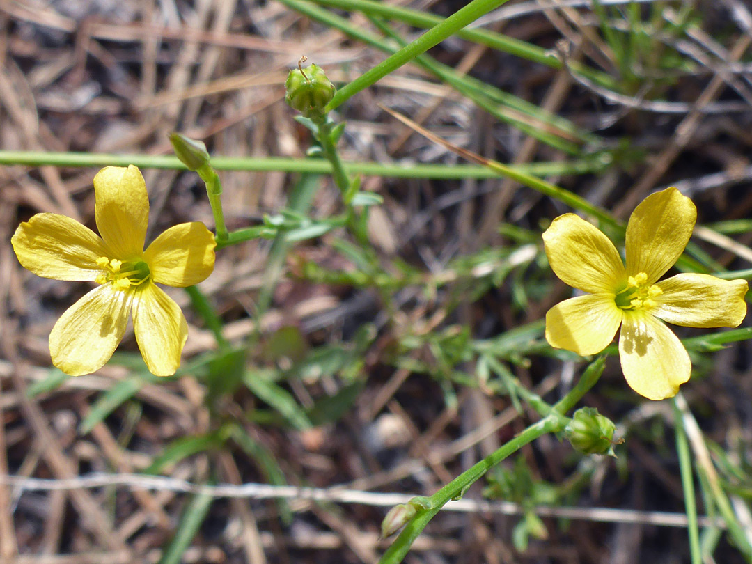 Two flowers