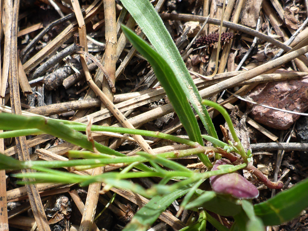 Leaves and stem