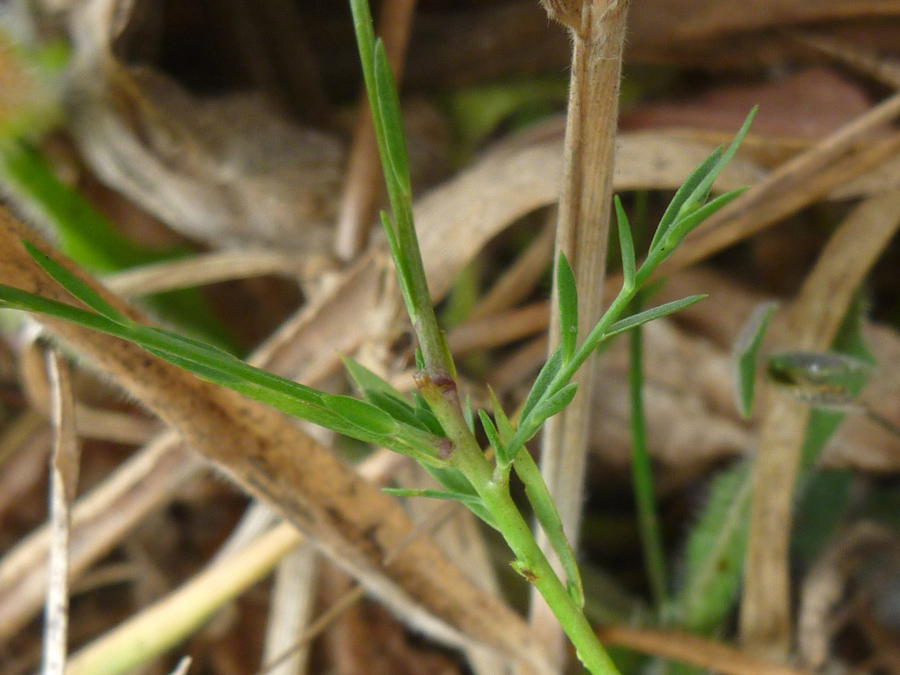 Linear leaves