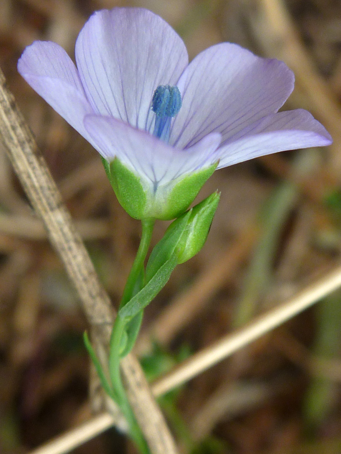 Bud and flower