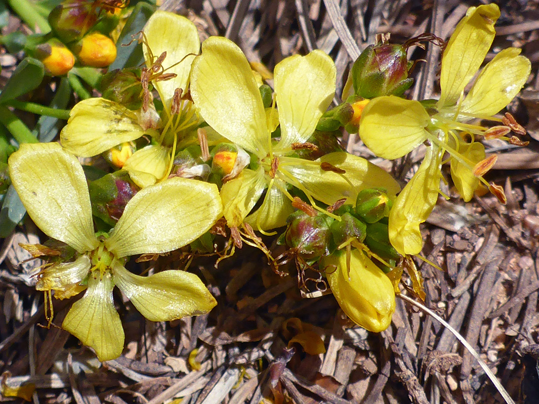 Yellow flowers