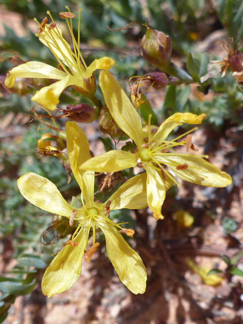 Withering flowers