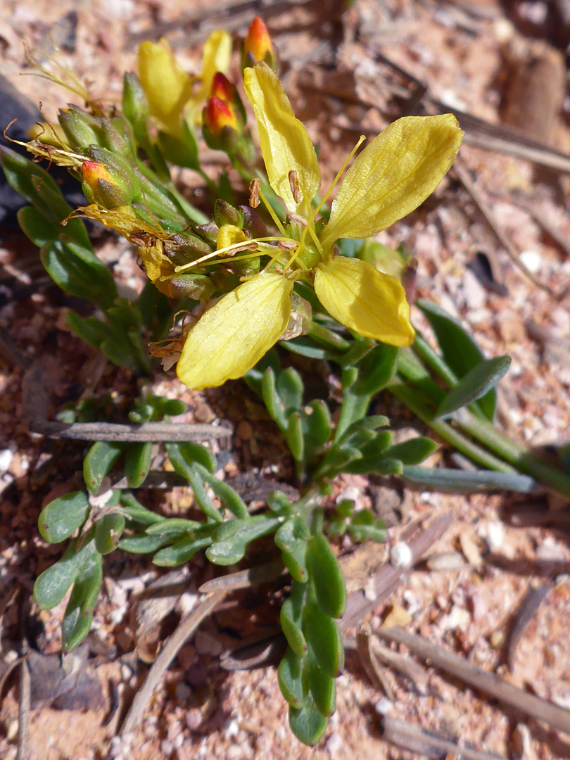 Flower, buds and leaves