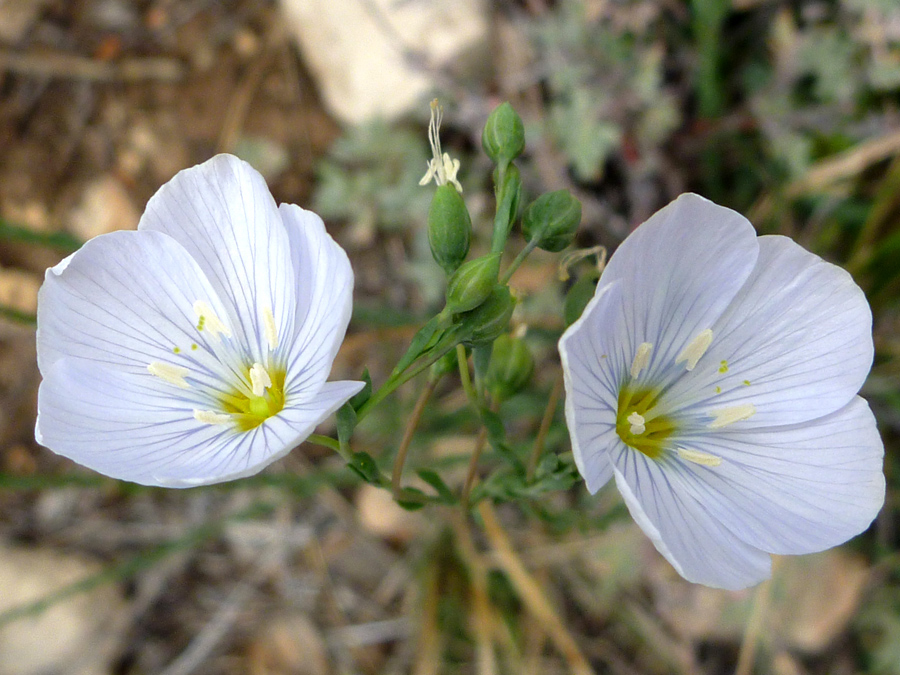 Two flowers