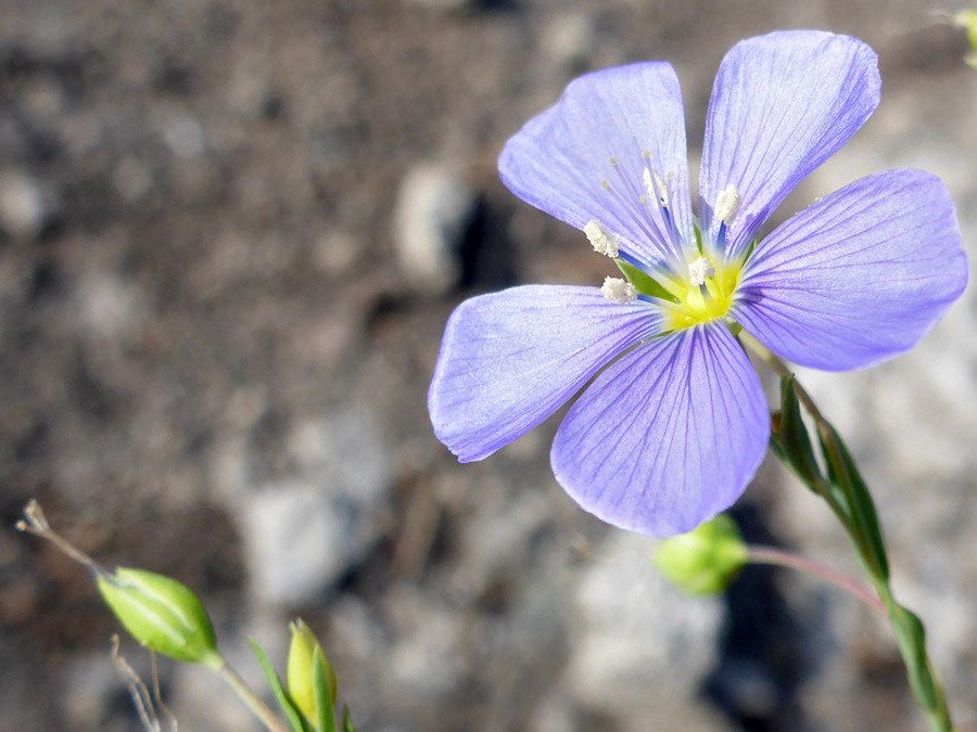 Yellow-centered flower