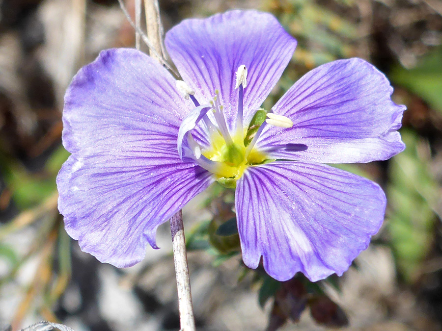 Veined petals