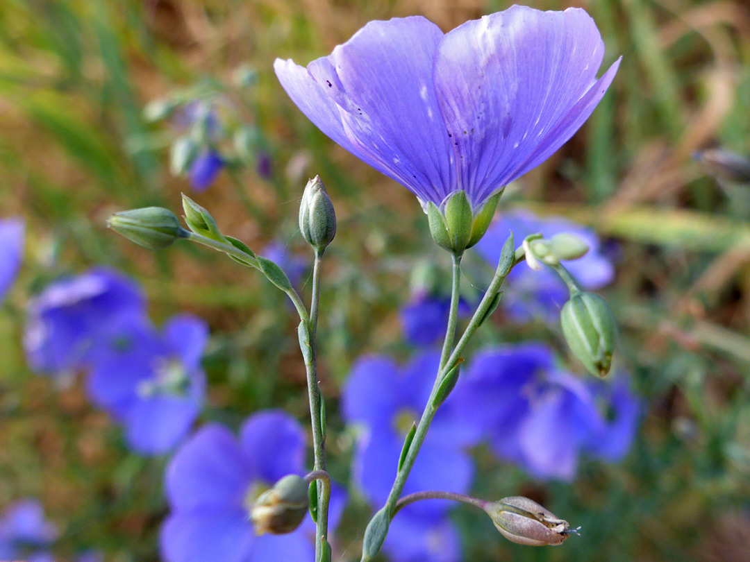 Richly-colored flower