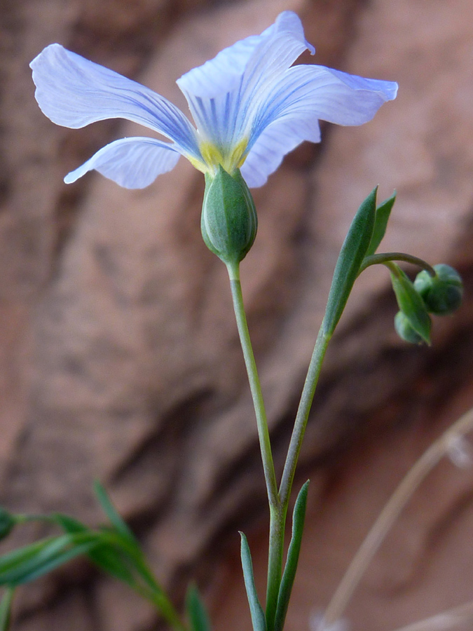 Petals and sepals