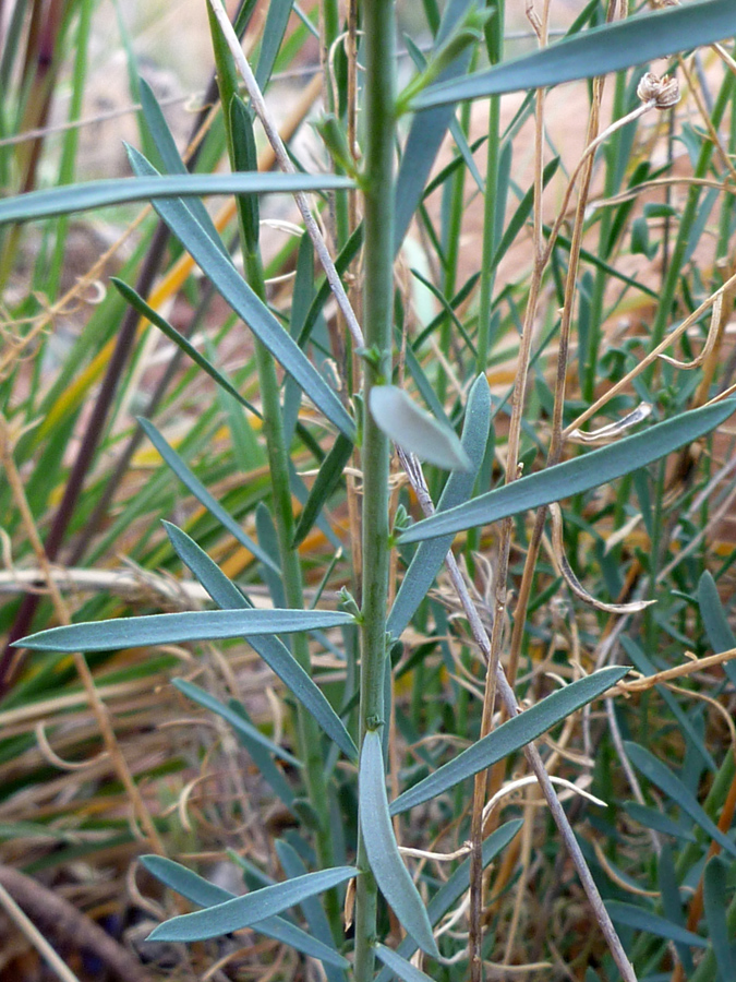 Green stem leaves