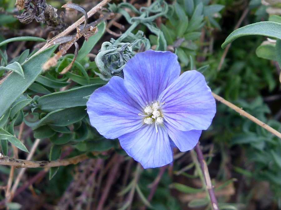 Purple-blue flower