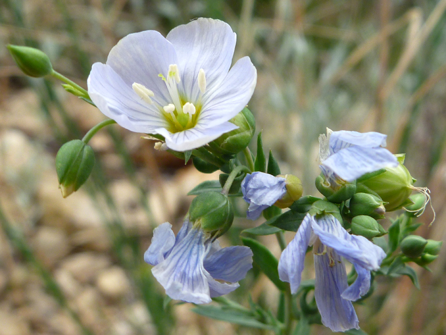 Flower, buds and fruit