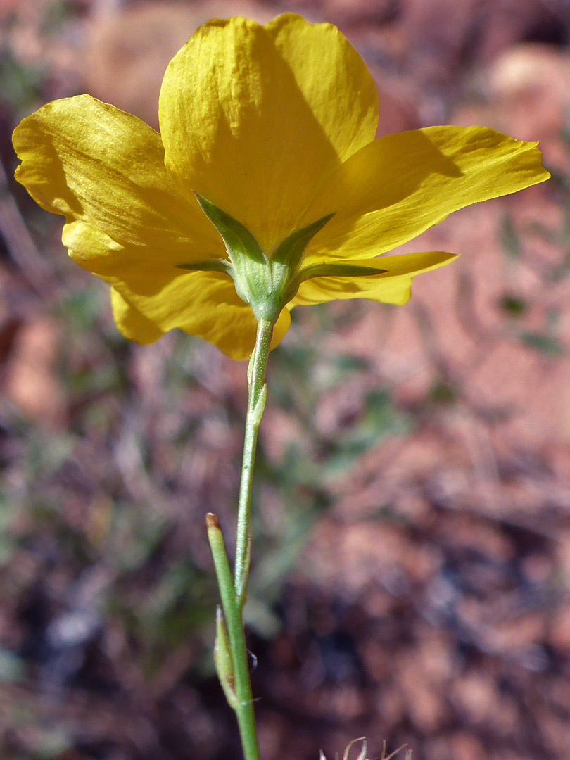 Narrow green sepals