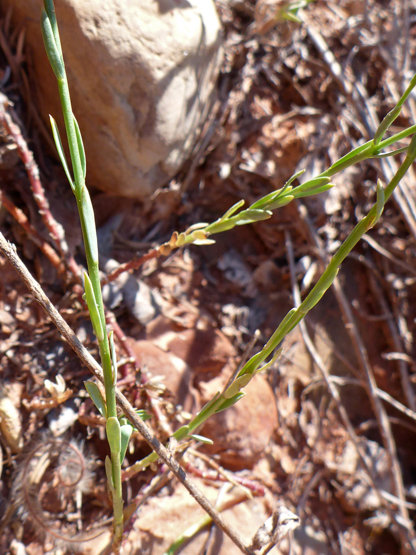 Upwards-pointing leaves