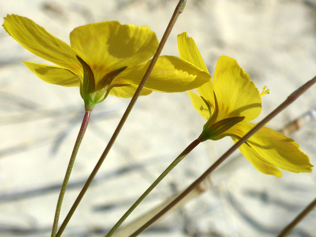 Slender stalks