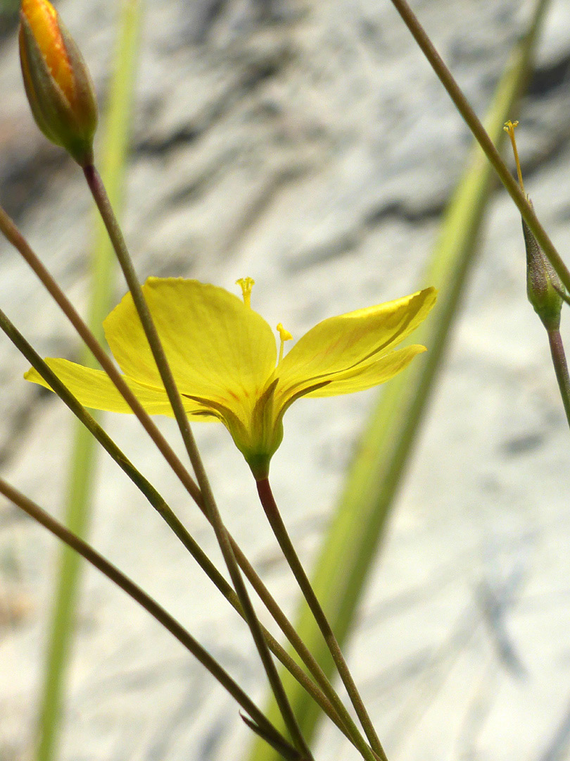 Hairless flower stalks