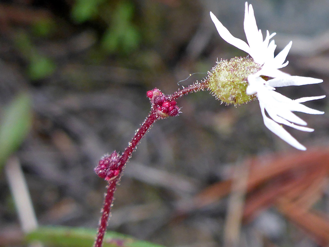 Glandular hairy stalk