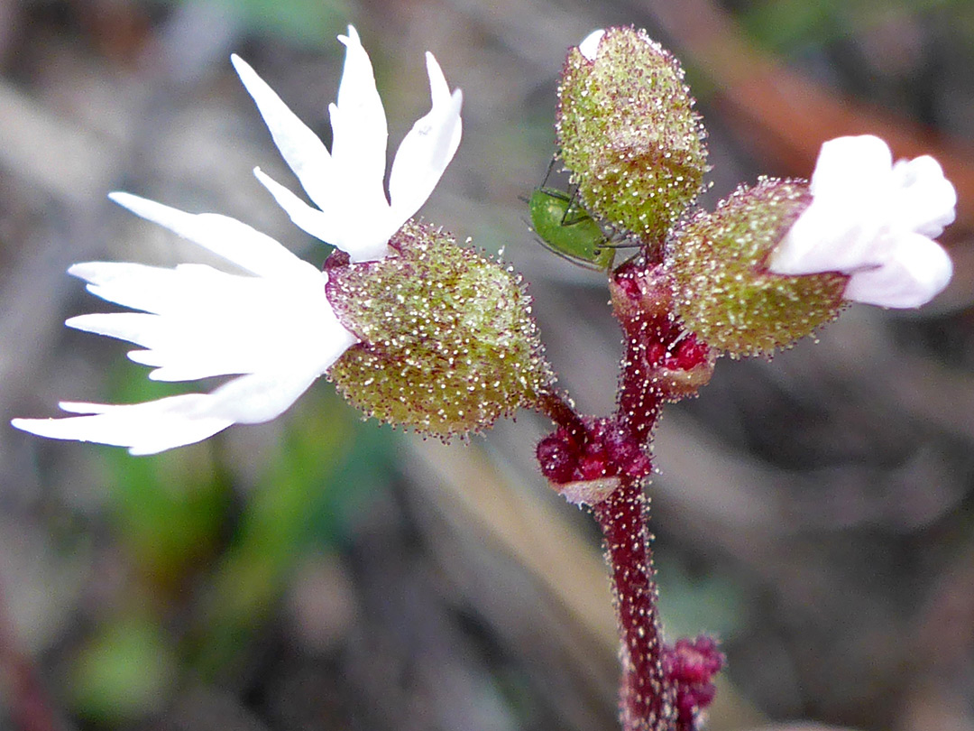 White flowers