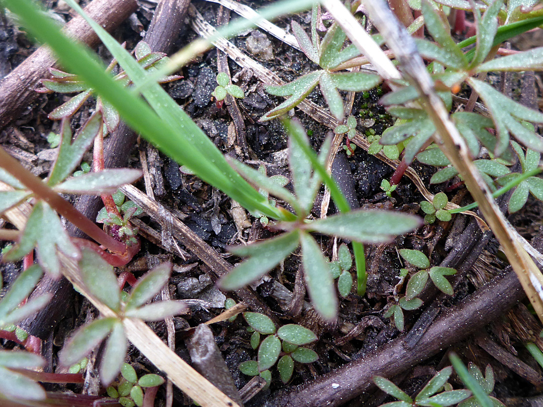 Lobed basal leaves