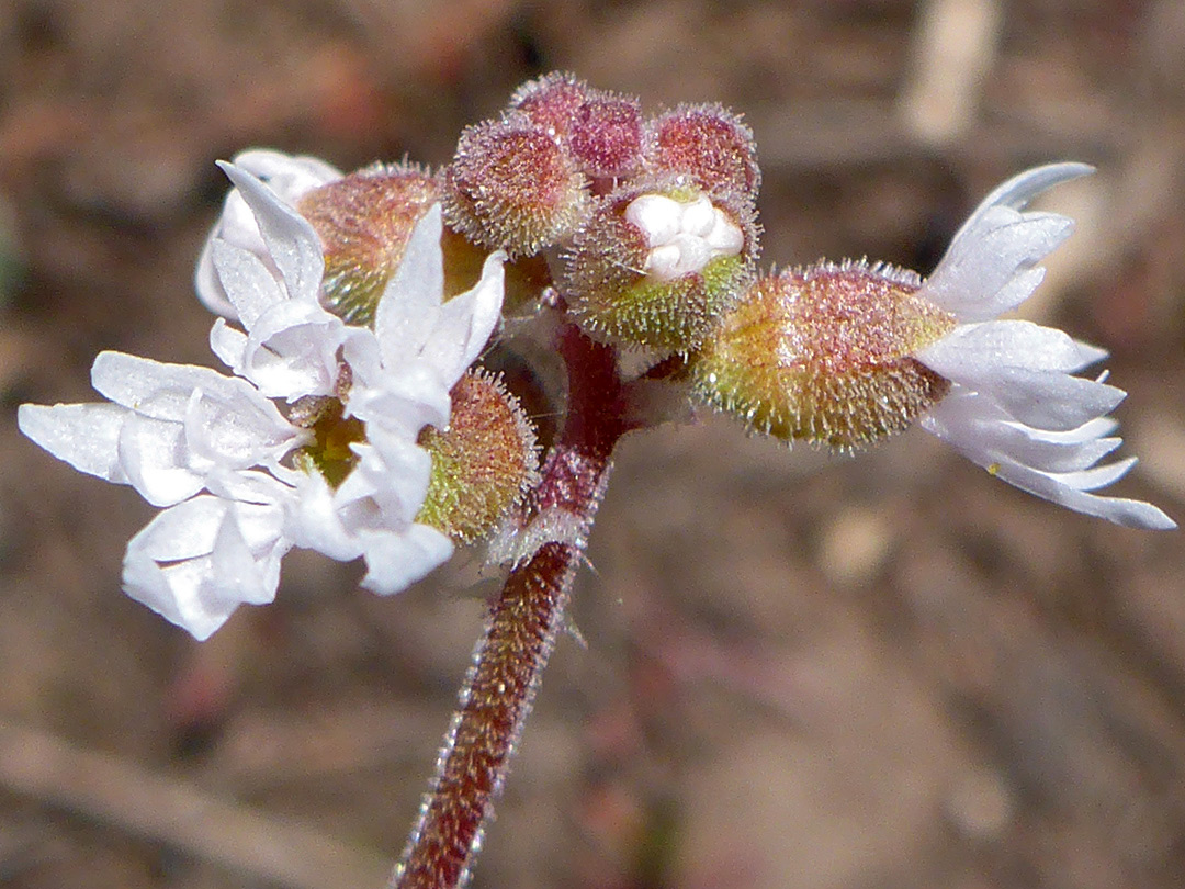 White flowers